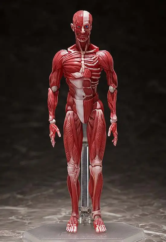 human anatomical model figma af